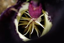 Eminium rauwolfii