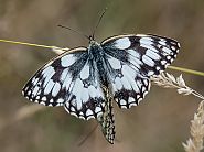Melanargia galathea