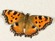 Nymphalis chloros