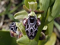Ophrys kotschyi