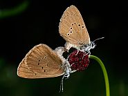 Phengaris nausithous