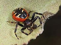 Synema globosum